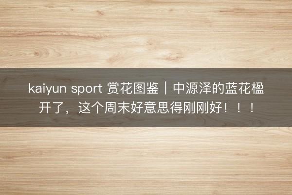 kaiyun sport 赏花图鉴｜中源泽的蓝花楹开了，这个周末好意思得刚刚好！！！